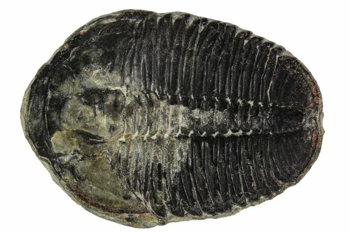 Large, Elrathia Trilobite Fossil - Utah #108637